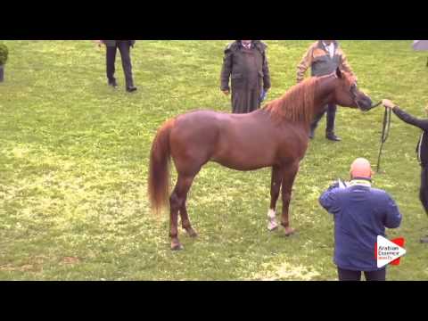 N.100 MACASSAR KA - Ströhen 2015 B-Show - Colts 3 years old (Class H)