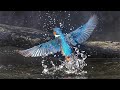 KINGFISHERS South Devon Slow Motion