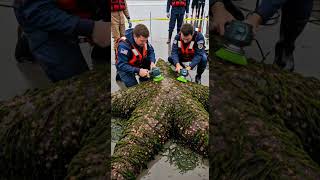 Download lagu Rescuing a Giant Starfish from the Shore 🌊⭐ mp3 Download lagu Rescuing a Giant Starfish from the Shore 🌊⭐ mp3