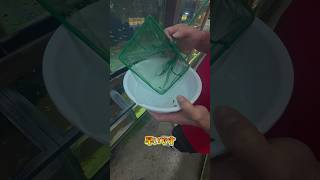 【熱帯魚】アベニーパファーお迎え🐡#shorts #熱帯魚#アクアリウム#アベニーパファー#アベニーパッファー#フグ#お迎え#泳ぐナジェール