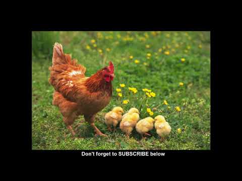 Apollo Mandy - Koklodegbe (Ewe Music)