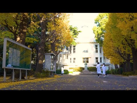 星薬科大学 - 正門〜本館風景  銀杏並木