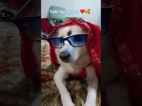 Dimpy 🐶 Bhoot 👻🧟‍♀️😈|| Subscribe 👍🏻|| #doglovers #funny #cute #viralshort