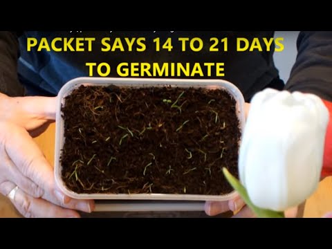 , title : 'Carrot seeds germinating indoors, packet says 14 to 21 days to germinate, first look at 7 days.'