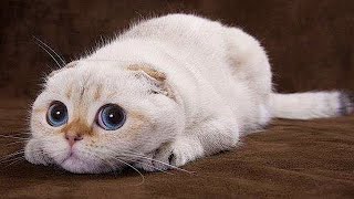 TOP 10 GATOS MÁS EXTRAÑOS DEL MUNDO