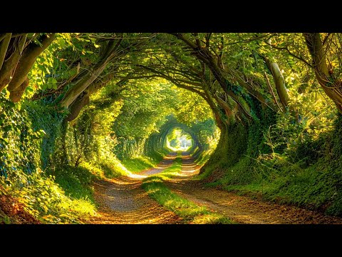 Music therapy 🌿Soothes the nervous system and refreshes the soul, relaxing #9