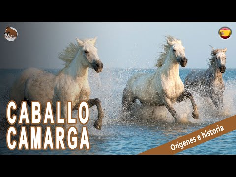 , title : 'CABALLO CAMARGA, uno de los últimos caballos salvajes de Francia, ORIGEN DE LAS RAÇAS'