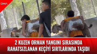 2 kuzen orman yangını sırasında rahatsızlanan keçiyi sırtlarında taşıd