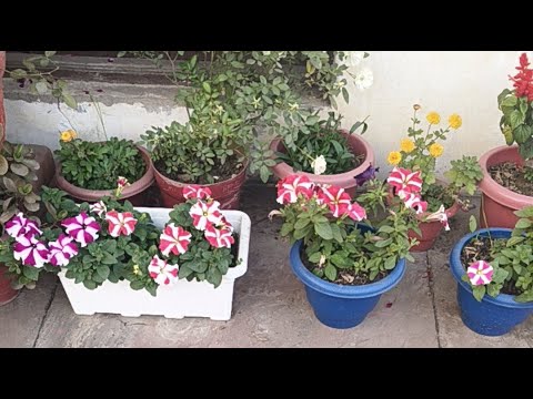 NAVITA HOME GARDEN is live! full of petunia flowers