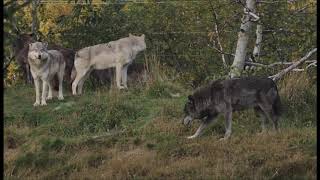 ELLA FITZGERALD Joe Pass TIS AUTUMN Fall Leaves Colors QUEBEC CANADA Wildlife EAGLE Bear WOLVES