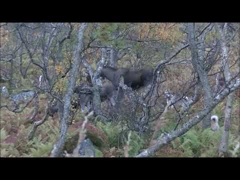 First hunting day with her own gun. Sixteen years old.