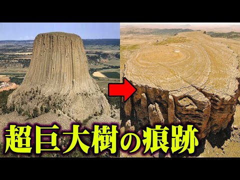 マウンテンセコイア、ジャイアントセコイア 植物