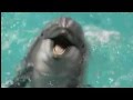 Первая атака боевых дельфинов в Черном море! 