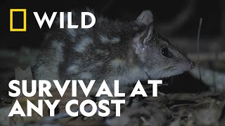 Survival in Australia’s Wild Woodlands | Australia's Wild Woodlands | National Geographic WILD UK