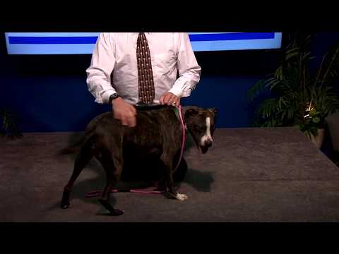 Pet Connection Maxx 1-20-20