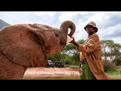 Releasing Elephants After 3 YEARS Of Raising Them... Here's What Happened