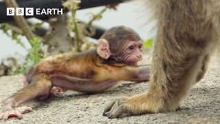 Primate Politics: How Macaques Use Babies to Fix Broken Friendships | BBC Earth