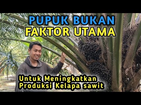 Cara meningkatkan produktifitas kelapa sawit