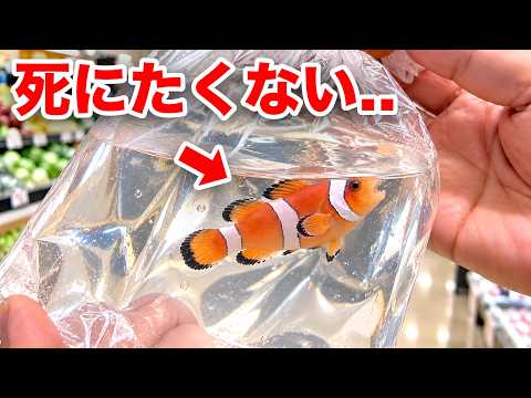 スーパーで売っていたニモがヤバい..！！！
