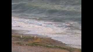 preview picture of video 'Plaja neamenajata din Eforie Sud la orele diminetii'