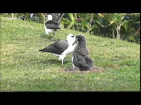 Kaloakulua Preens and Exercises Her Wings