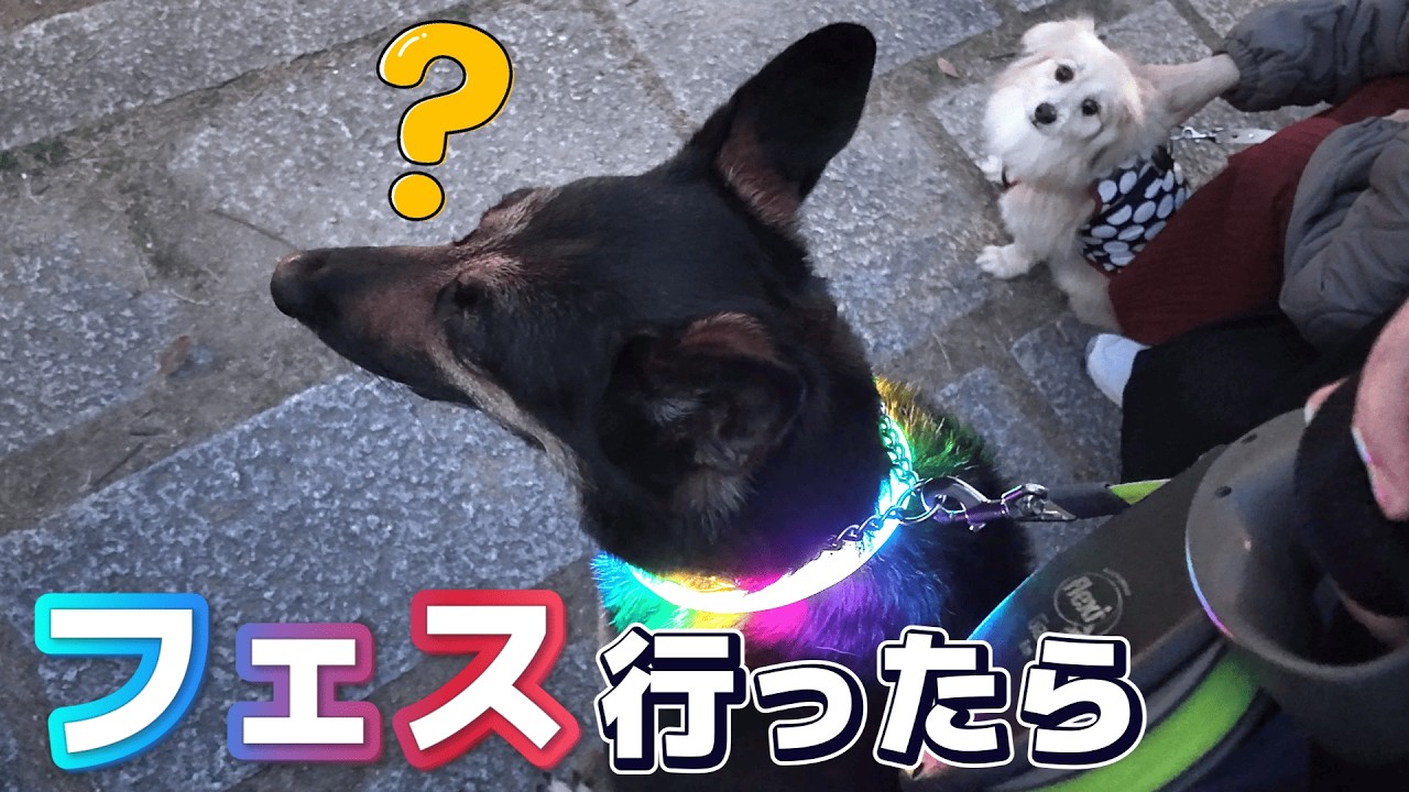 夜フェスに行ったら…愛犬にまさかの友達ができましたw【ジャーマンシェパード】