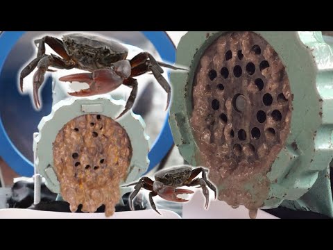 Crabs Vs Meat Grinder, How to Grind Crabs, Feeding my Animals with Crabs