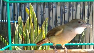 Download lagu Pancingan Cucak Jenggot Untuk Menaikan Birahi mp3 Download lagu Pancingan Cucak Jenggot Untuk Menaikan Birahi mp3