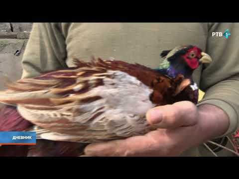 Život na salašu nije lak, ali za one koji žive na njemu nezamenljiv