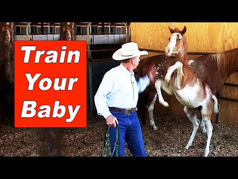 Training The Foal & Weanling - Halter Breaking A Young Horse