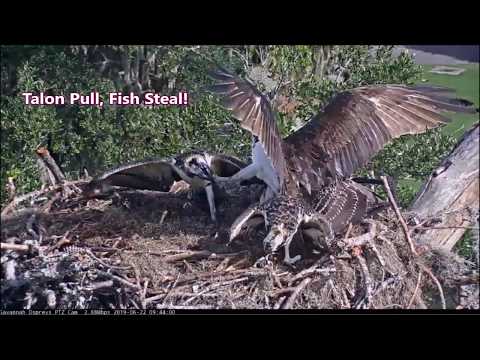 Savannah Osprey Cam ~ Talon Pull, Fish Steal!  June 22, 2019