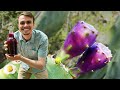 Foraging Prickly Pears Prickly Pear Cider Forage And Ferment