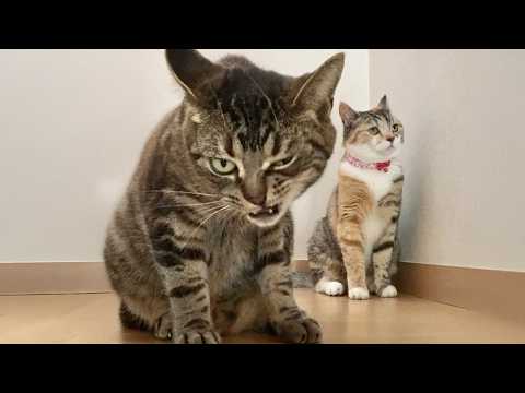 Hilarious Cats That Act Like Comedians 😂 Funny Cats Video 2025