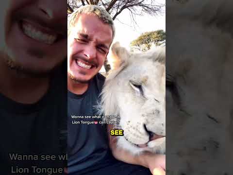 What a Lions tongue can do to human skin?🤔