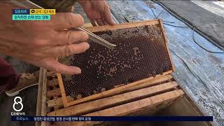 [G1뉴스]정직하면 손해 보는 양봉 통계