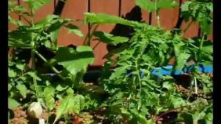 Fish2Food Backyard Mini-Farm System Video.mp4