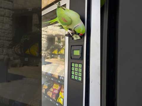 Parrot buys chips ببغاء يستري شيبس #birds #parrot #طيور #ببغاء #usa #canada #fyp #animals #pets