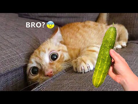 Funniest Animals 😄 New Funny Cats and Dogs Videos 😹🐶