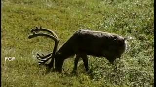 Camping at Wonder Lake, Denali National park Alaska -- welcome