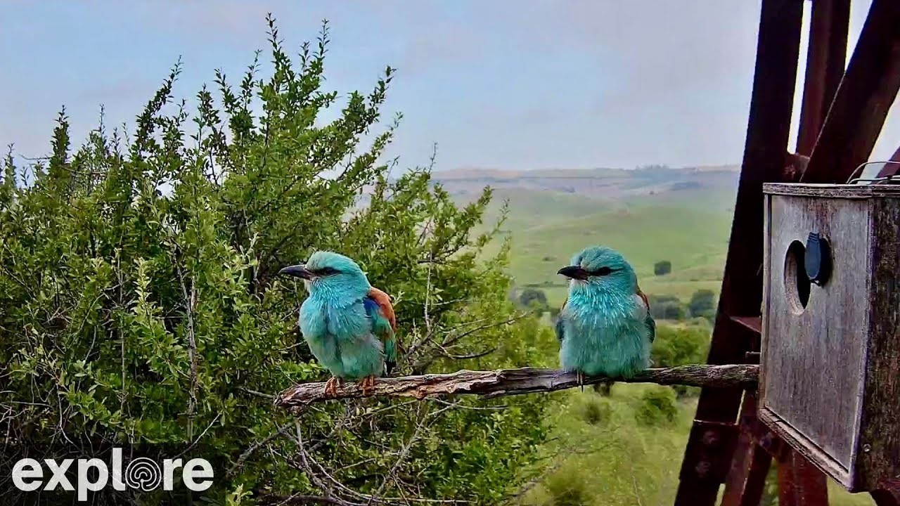 Live webcam view of European Roller Nest Cam