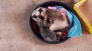 eles so maravilhosos