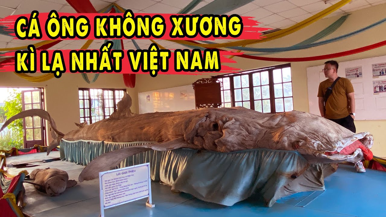 Cá Ông Không Xương Kì Lạ trên mảnh Đất Tâm Linh