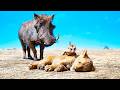 The Lion King Mufasa Simba Meets Timon And Pumbaa Scene Recap Mufasa Meets Sarabi Rafiki