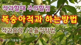 복숭아적과 하는방법  적과요령 주의할점[복숭아재배]
