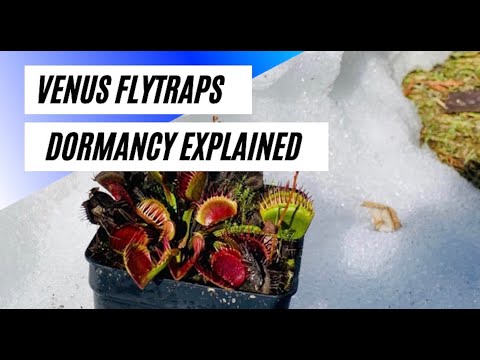 How to Grow Venus Flytraps - Dormancy Explained