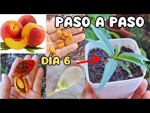 🍑🌱🌳Cómo Germinar Semillas De Durazno [Melocotón] MÁS RÁPIDO