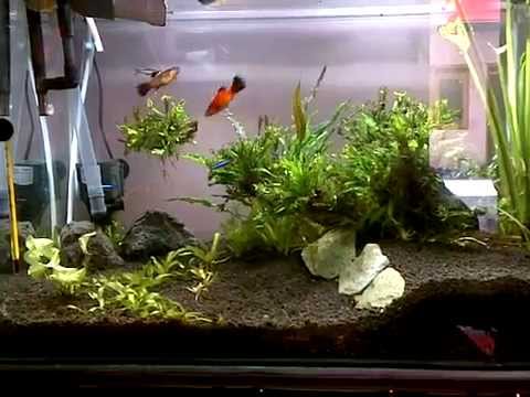 aquascape sederhana (simple aquascape)