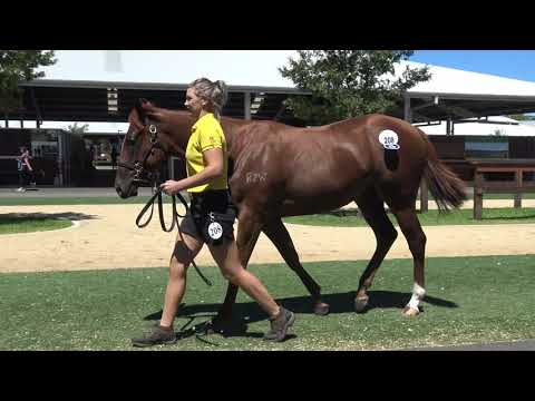 Inglis Classic Shooting To Win x Chiquada Filly