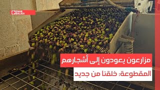 ريف إدلب.. مزارعون يعودون إلى أشجارهم المقطوعة: خلقنا من جديد