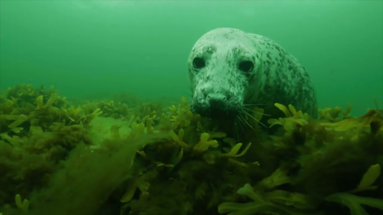 The Secret Life of Seals - Teaser